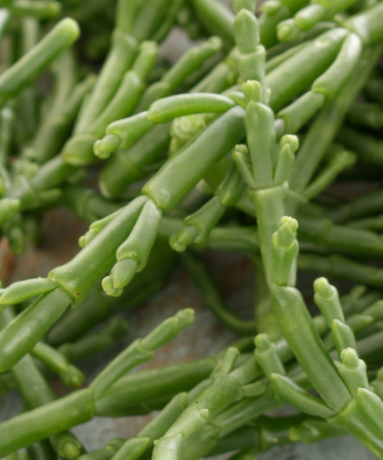 samphire